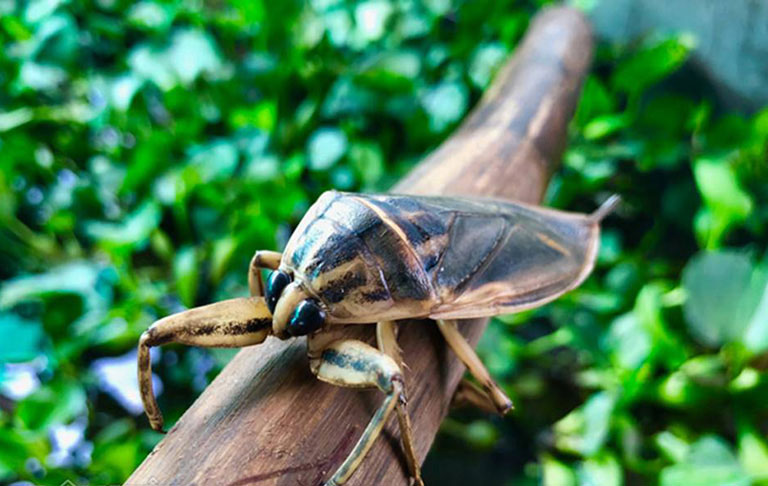 Hình ảnh con cà cuống Hình ảnh con cà cuống