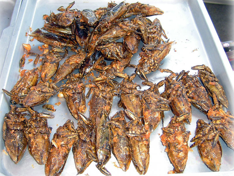 Cà cuống chiên giòn Cà cuống chiên giòn