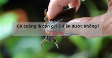Cà cuống là con gì? Con cà cuống có tác dụng gì, có ăn được không?