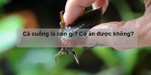 Cà cuống là con gì? Con cà cuống có tác dụng gì, có ăn được không?