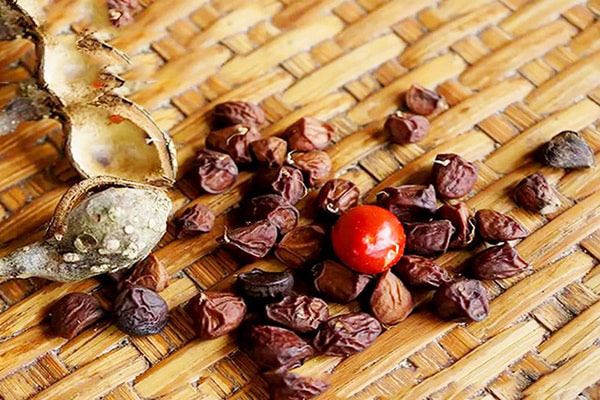 Tìm hiểu về hạt dổi Tìm hiểu về hạt dổi