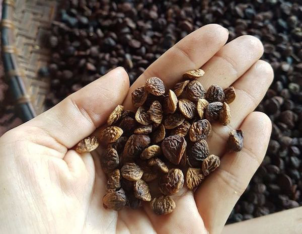 Cách chế biến hạt dổi đúng cách Cách chế biến hạt dổi đúng cách