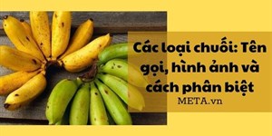 Các loại chuối: Tên gọi, hình ảnh và cách phân biệt