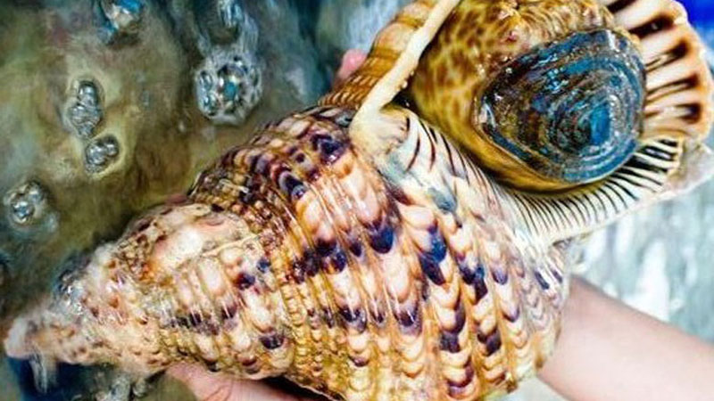 Ốc hoàng hậu Ốc hoàng hậu