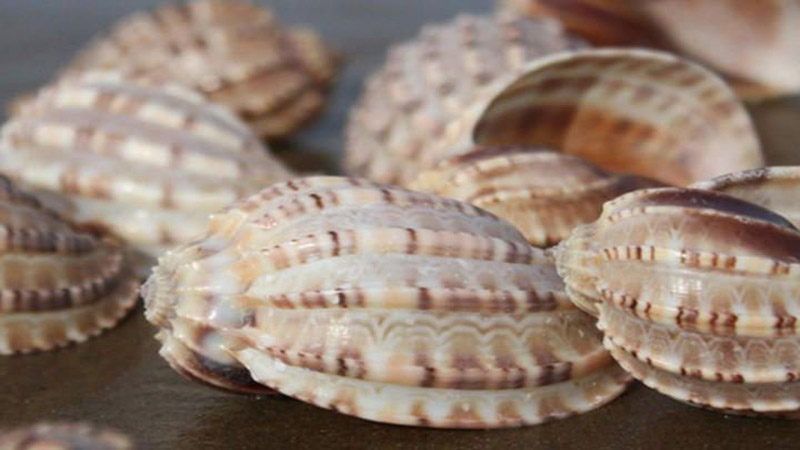 Ốc khế Ốc khế