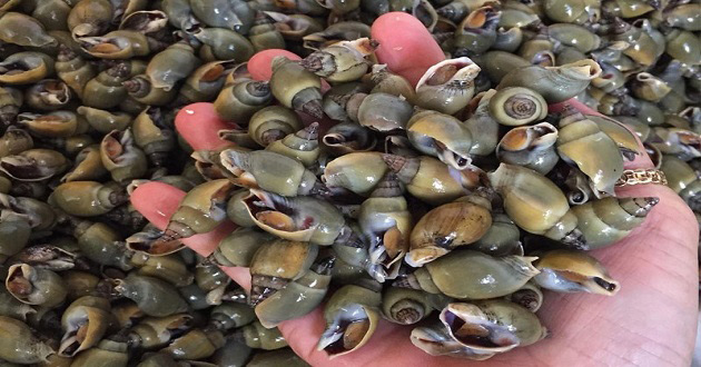 Tìm hiểu các loại ốc biển, ốc nước ngọt Tìm hiểu các loại ốc biển, ốc nước ngọt