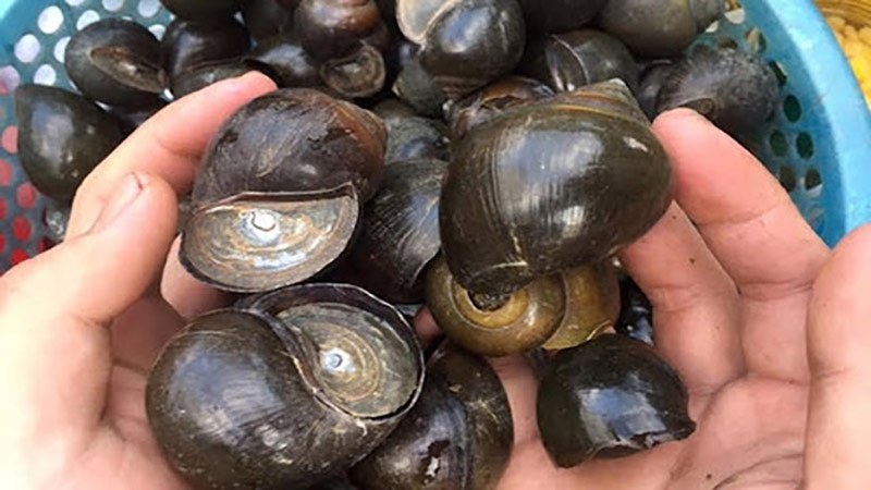 Ốc bươu Ốc bươu