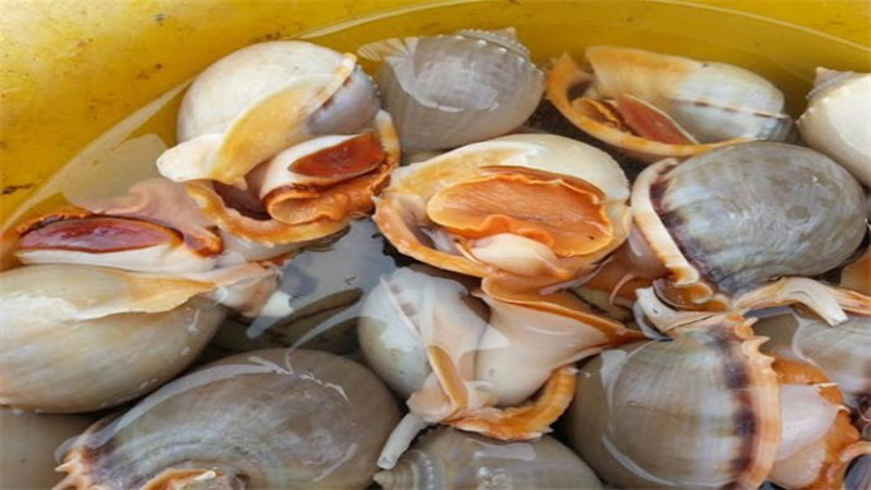 Ốc tỏi Ốc tỏi