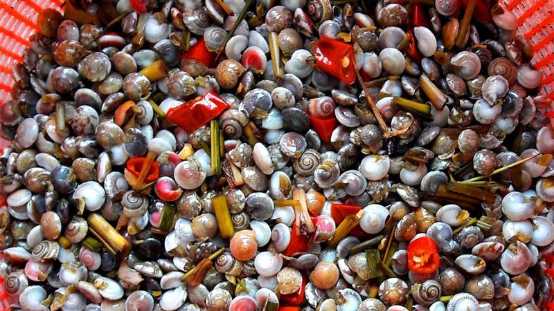 Ốc gạo Ốc gạo