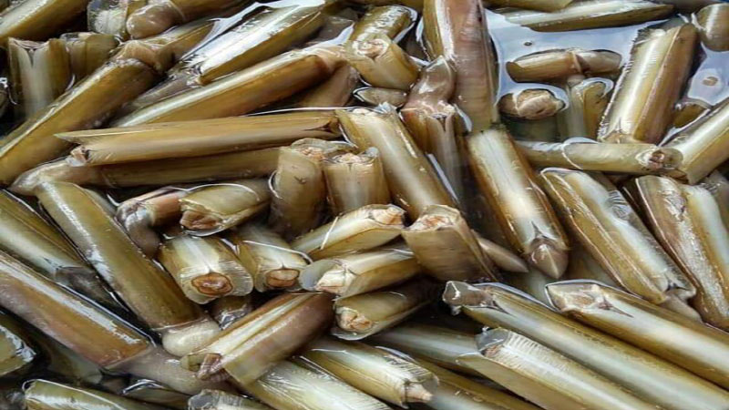 Ốc móng tay Ốc móng tay