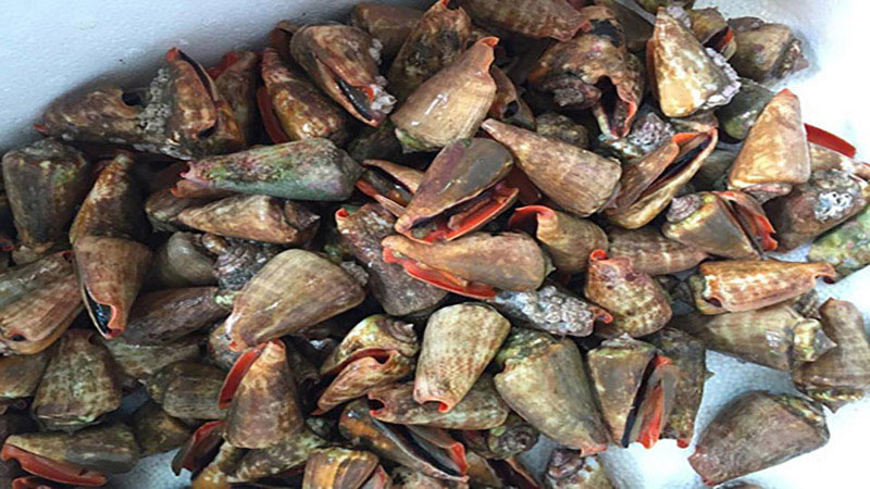 Ốc nhảy Ốc nhảy