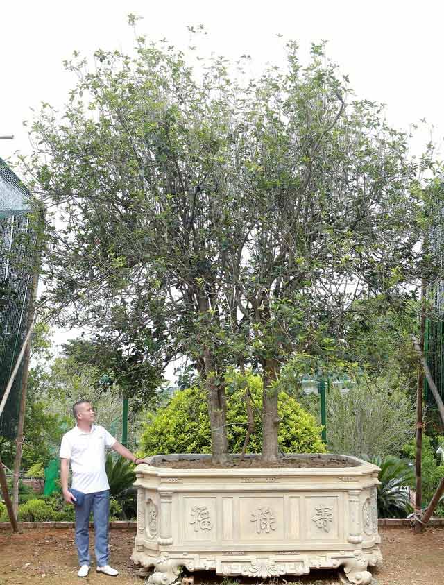 Hình ảnh cây mộc hương 1 Hình ảnh cây mộc hương 1