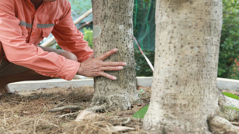 Hình ảnh cây mộc hương 4 Hình ảnh cây mộc hương 4