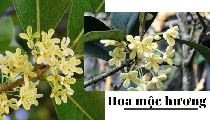 Hoa mộc hương Hoa mộc hương