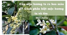 Cây mộc hương ta ra hoa màu gì? Cách phân biệt mộc hương ta và tàu