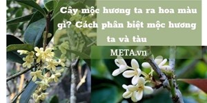 Cây mộc hương ta ra hoa màu gì? Cách phân biệt mộc hương ta và tàu