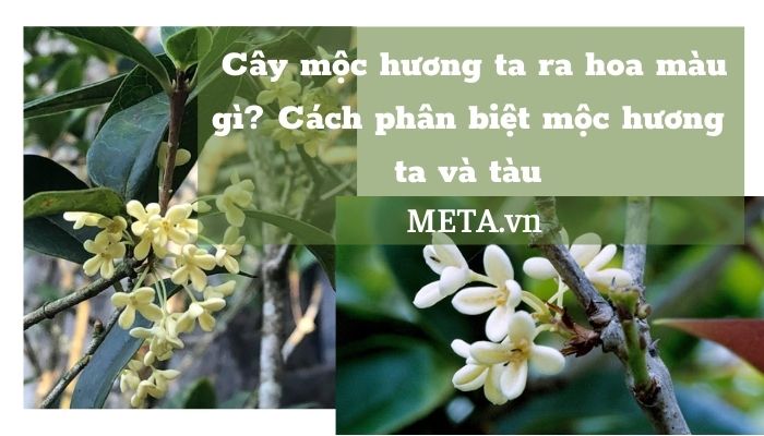 Cây mộc hương ta Cây mộc hương ta