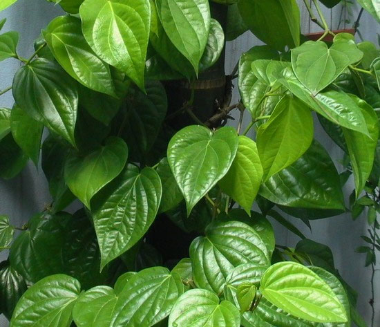 Uống nhiều nước trầu không có hại không