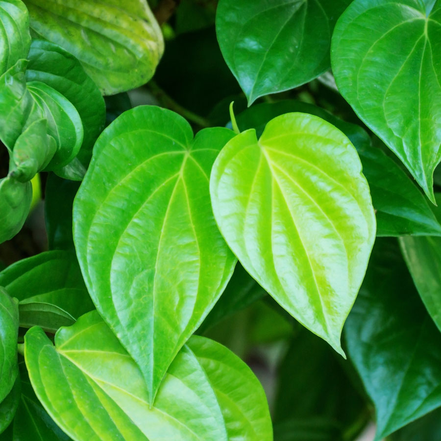 Lá trầu không chữa bệnh gì