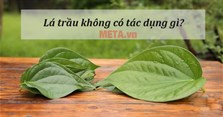 Lá trầu không có tác dụng gì? Uống nhiều nước lá trầu có hại không?