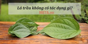 Lá trầu không có tác dụng gì? Uống nhiều nước lá trầu có hại không?