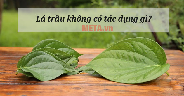 Lá trầu không có tác dụng gì