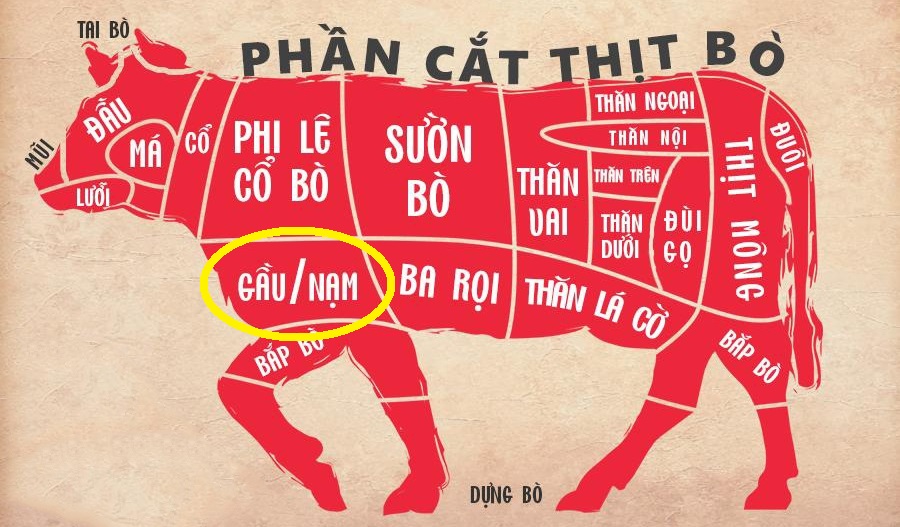 Nạm bò là phần nào của con bò? Nạm bò là phần nào của con bò?