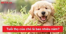 Tuổi thọ của chó là bao nhiêu năm? Tuổi thọ tối đa của chó
