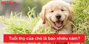 Tuổi thọ của chó là bao nhiêu năm? Tuổi thọ tối đa của chó