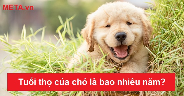Tuổi thọ của chó là bao nhiêu năm?