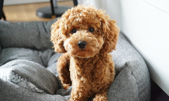  Cách kéo dài tuổi thọ cho chó