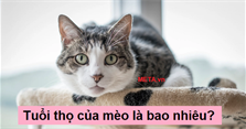 Tuổi thọ của mèo là bao nhiêu? Tìm hiểu về tuổi thọ trung bình của mèo