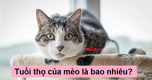 Tuổi thọ của mèo là bao nhiêu?
