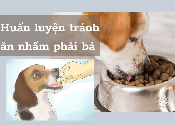 Huấn luyện cho chó tránh ăn nhầm bả Huấn luyện cho chó tránh ăn nhầm bả