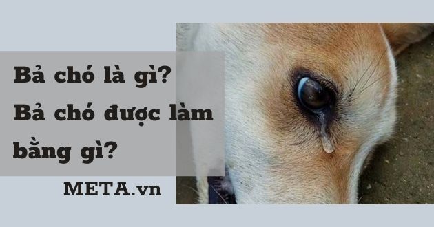 Bả chó là gì