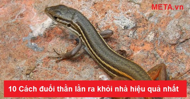 Cách đuổi thằn lằn ra khỏi nhà hiệu quả nhất với 10 mẹo đơn giản Cách đuổi thằn lằn ra khỏi nhà hiệu quả nhất với 10 mẹo đơn giản