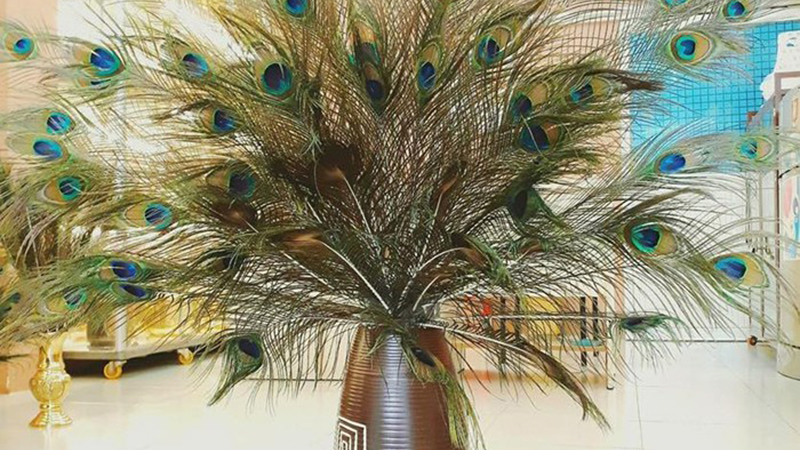 Cách 6: Cách đuổi thằn lằn bằng lông công Cách 6: Cách đuổi thằn lằn bằng lông công