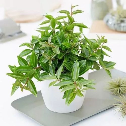 Cây thường xuân Cây thường xuân