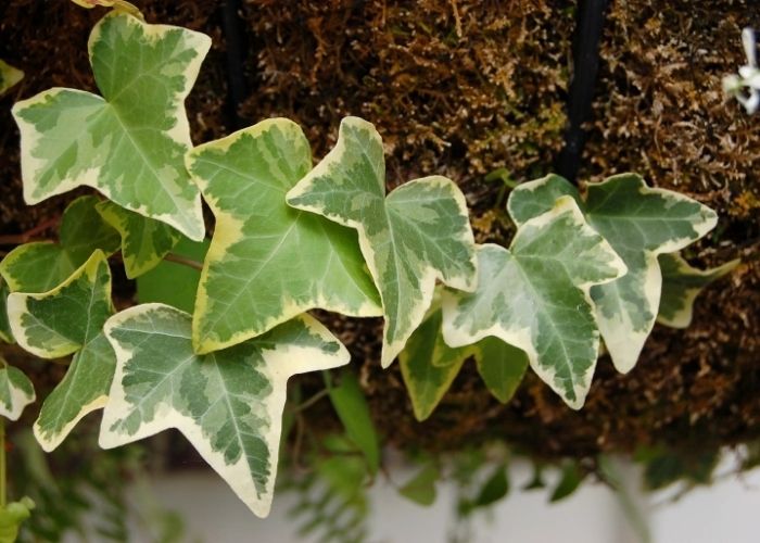 Cây thường xuân Cây thường xuân