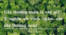 Cây thường xuân là cây gì? Ý nghĩa và cách chăm sóc cây thường xuân