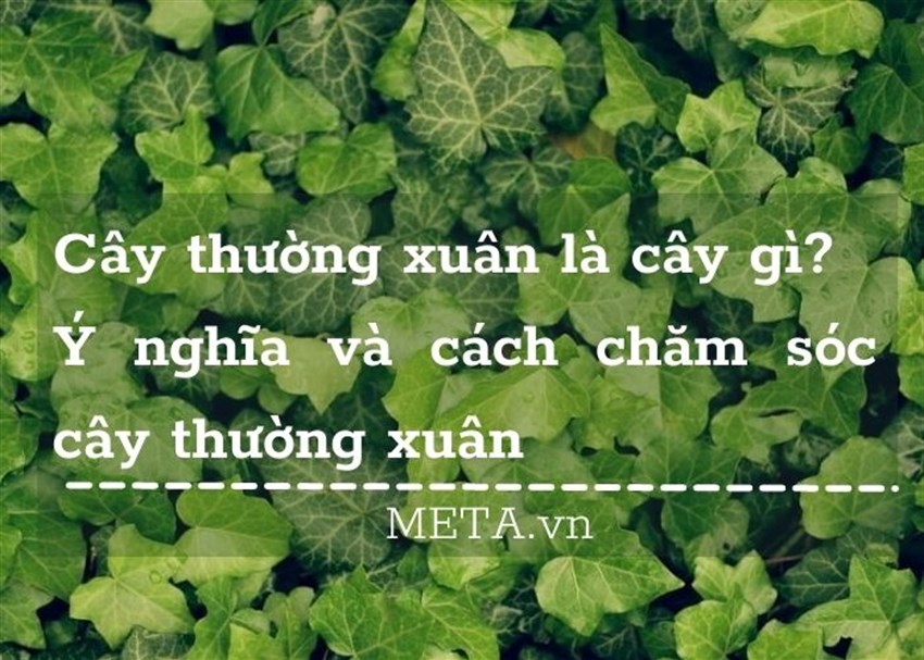 Cây thường xuân là cây gì? Ý nghĩa và cách chăm sóc cây thường xuân