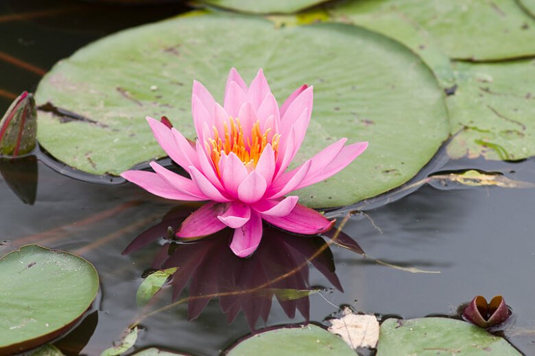 Những hình ảnh hoa súng đẹp nhất Những hình ảnh hoa súng đẹp nhất