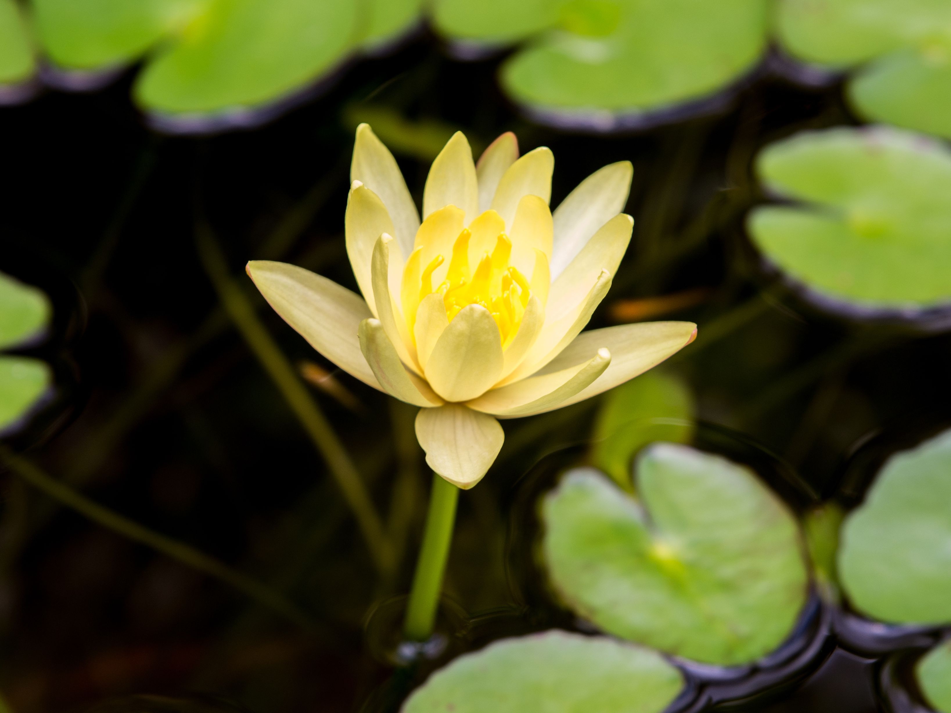 Những hình ảnh hoa súng đẹp nhất Những hình ảnh hoa súng đẹp nhất