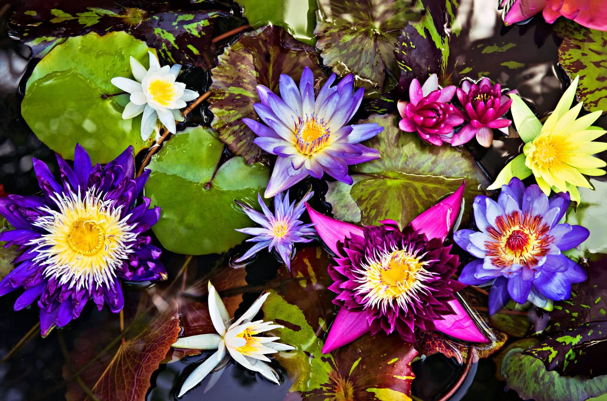 Những hình ảnh hoa súng đẹp nhất Những hình ảnh hoa súng đẹp nhất