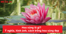 Hoa súng là gì? Ý nghĩa, hình ảnh, cách trồng hoa súng đẹp