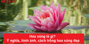 Hoa súng là gì? Ý nghĩa, hình ảnh, cách trồng hoa súng đẹp