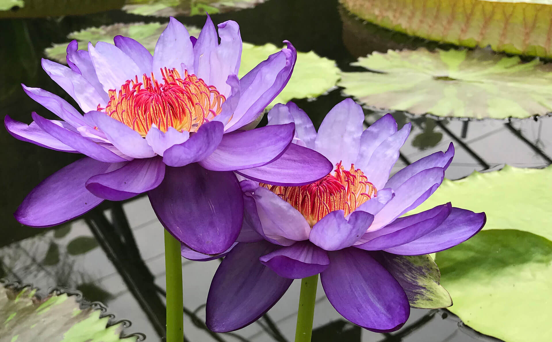 Những hình ảnh hoa súng đẹp nhất Những hình ảnh hoa súng đẹp nhất