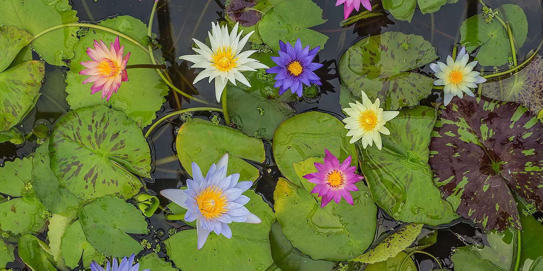 Những hình ảnh hoa súng đẹp nhất Những hình ảnh hoa súng đẹp nhất