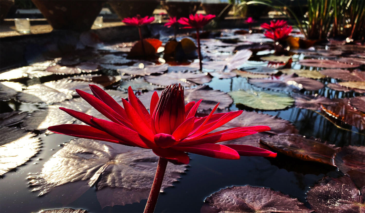 Những hình ảnh hoa súng đẹp nhất Những hình ảnh hoa súng đẹp nhất