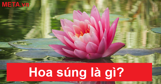 Hoa súng là gì? Hoa súng là gì?